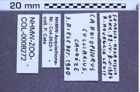 Etiketten zu Cardiophorus culciarius (Candèze, 1889) (NHMW-ZOO-COL-0008272)